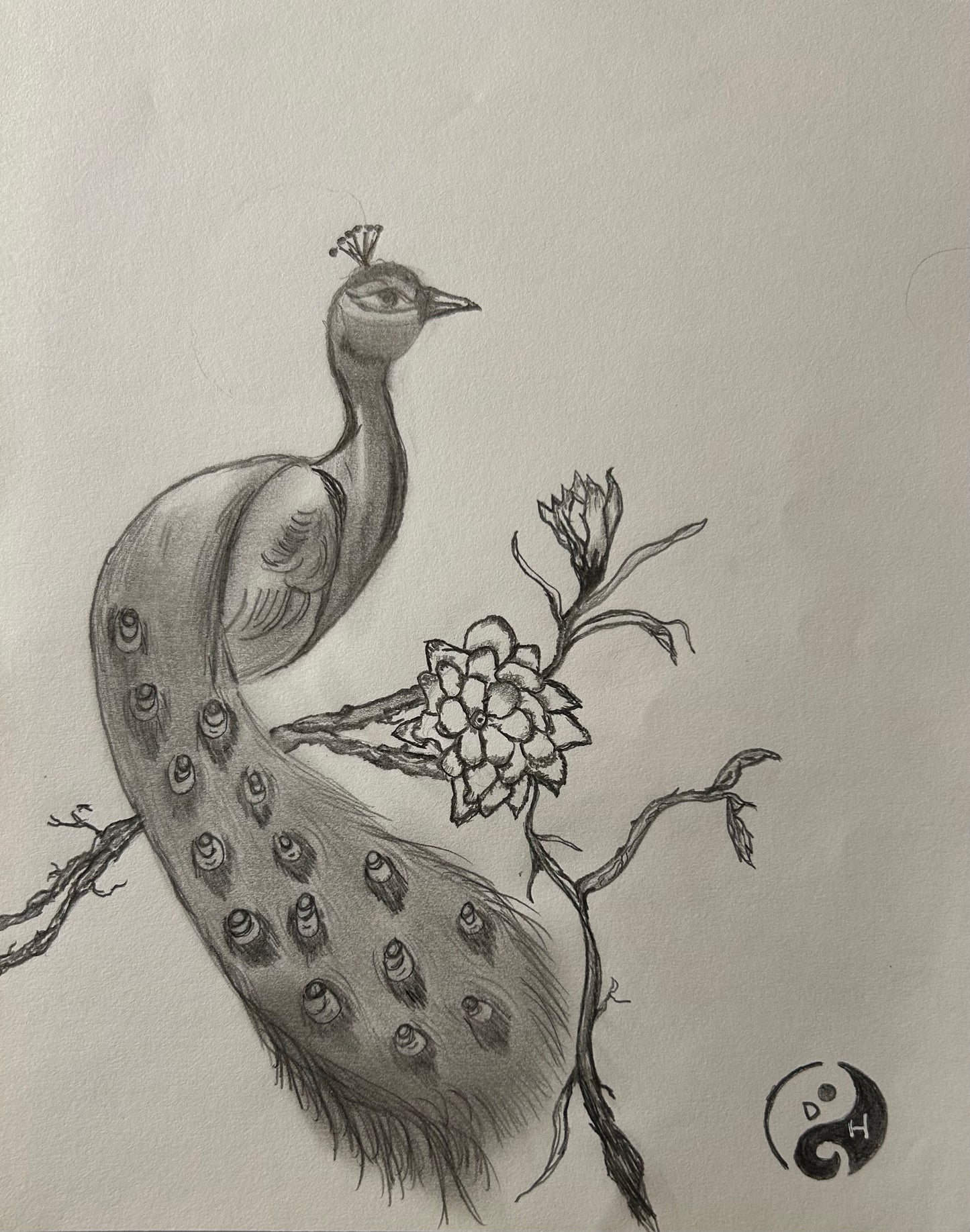 Peacock at Peace
